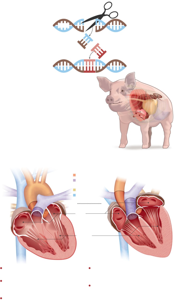 توسعه نوع جدیدی از اهداکننده عضو به انسان: خوک های اصلاح شده ژنتیکی