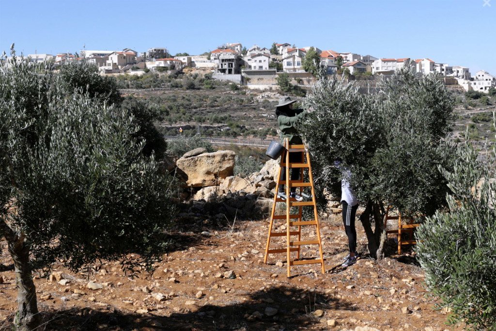 کشاورزان فلسطینی در حال برداشت زیتون با شهرک های اسرائیلی در پس زمینه هستند.
